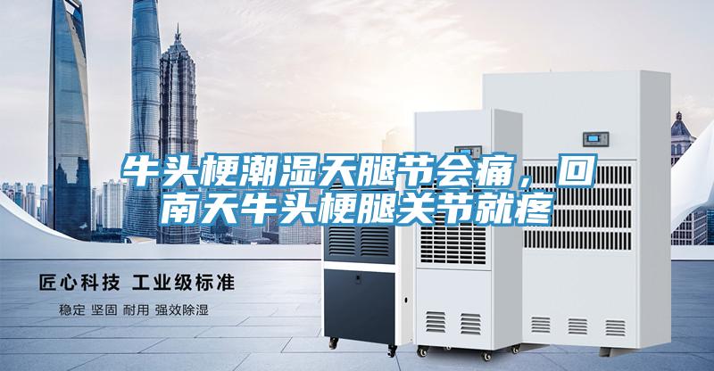 牛头梗潮湿天腿节会痛，回南天牛头梗腿关节就疼