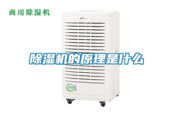 蕾丝视频污污污的原理是什么