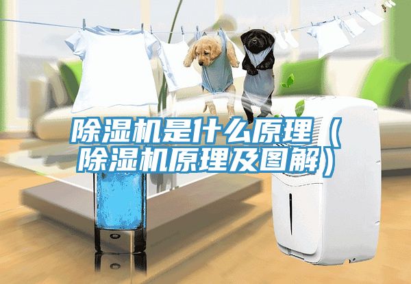 蕾丝视频污污污是什么原理（蕾丝视频污污污原理及图解）
